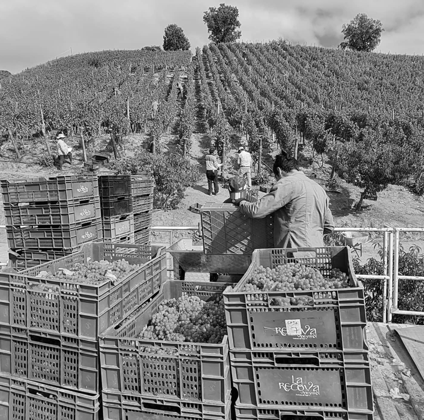 Viñedos La Recova